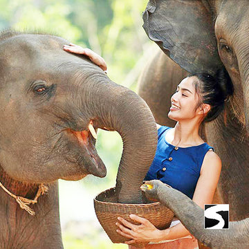 Elephant Sanctuary Samui - Ethical Animal Activity - kohsamui.tours